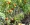 How and when to plant tomatoes ?