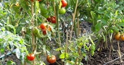 How and when to plant tomatoes ?