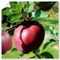 Where and when to plant an apple tree