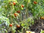 Plant de tomate