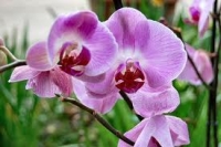 Comment bien tailler une orchidée
