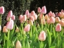 When to plant tulips