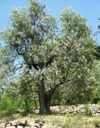 When to plant an olive tree