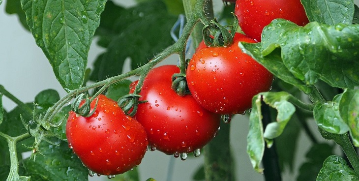 tomatoes 3574426 1280