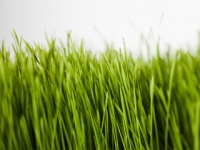 How to plant grass in your garden